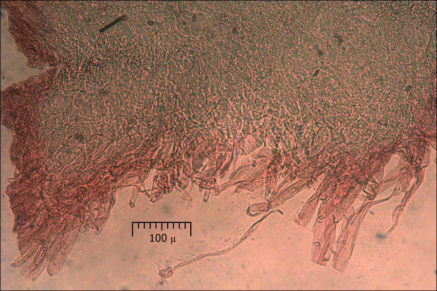Boletus impolitus image