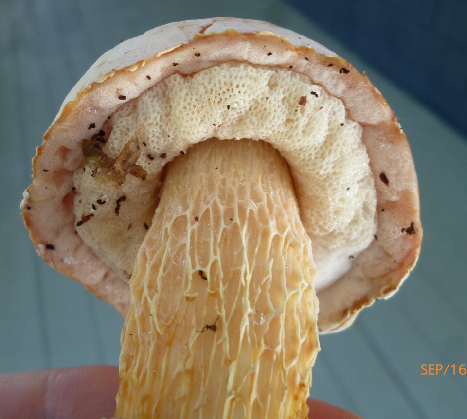 Austroboletus subflavidus image