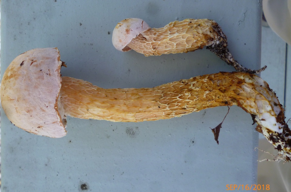 Austroboletus subflavidus image