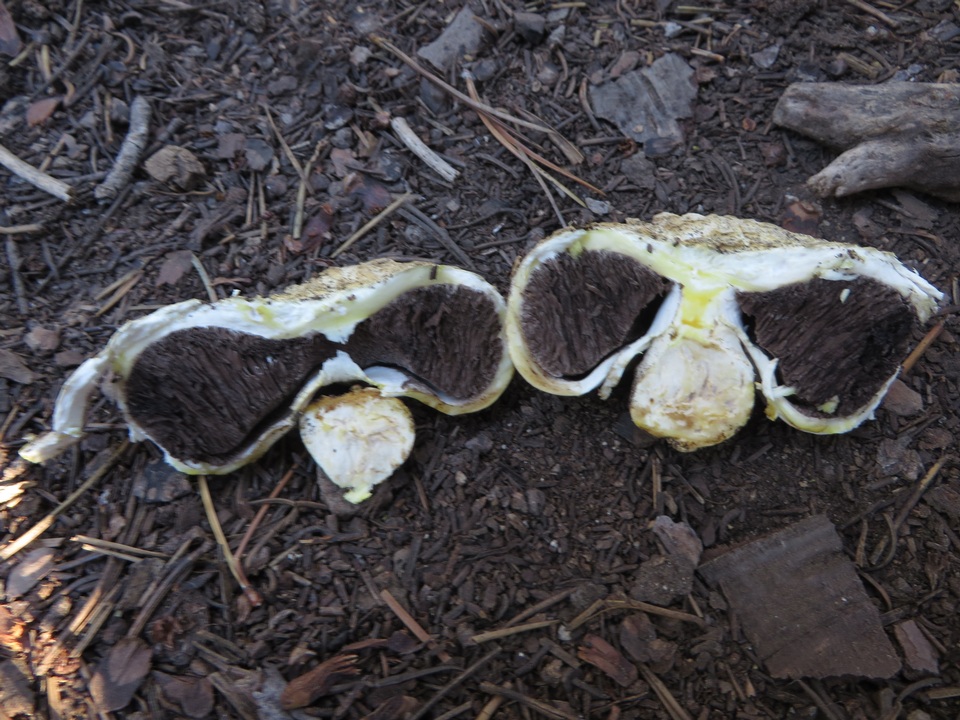 Agaricus inapertus image