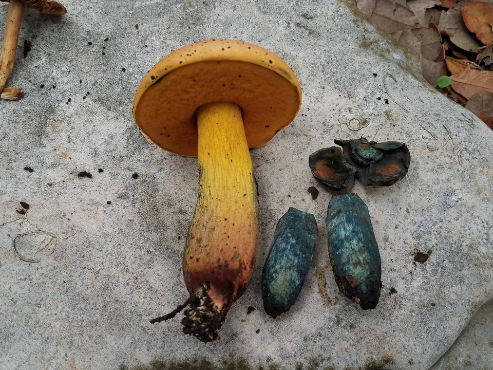 Boletus fairchildianus image
