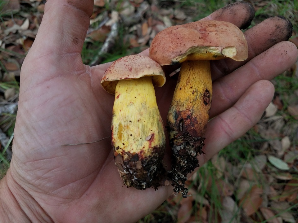 Boletus fairchildianus image