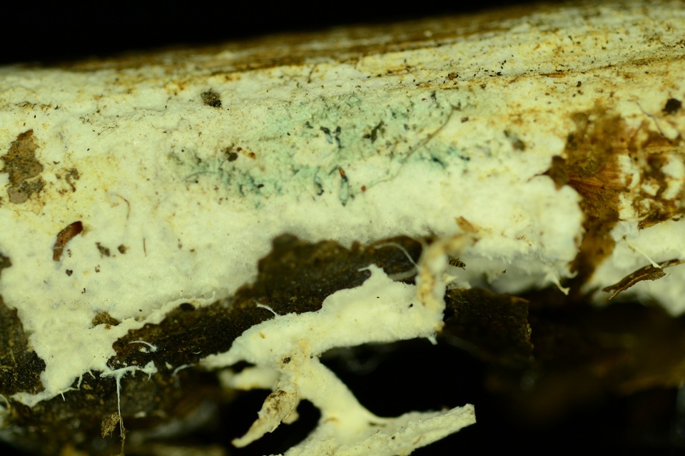 Hydnocristella himantia image