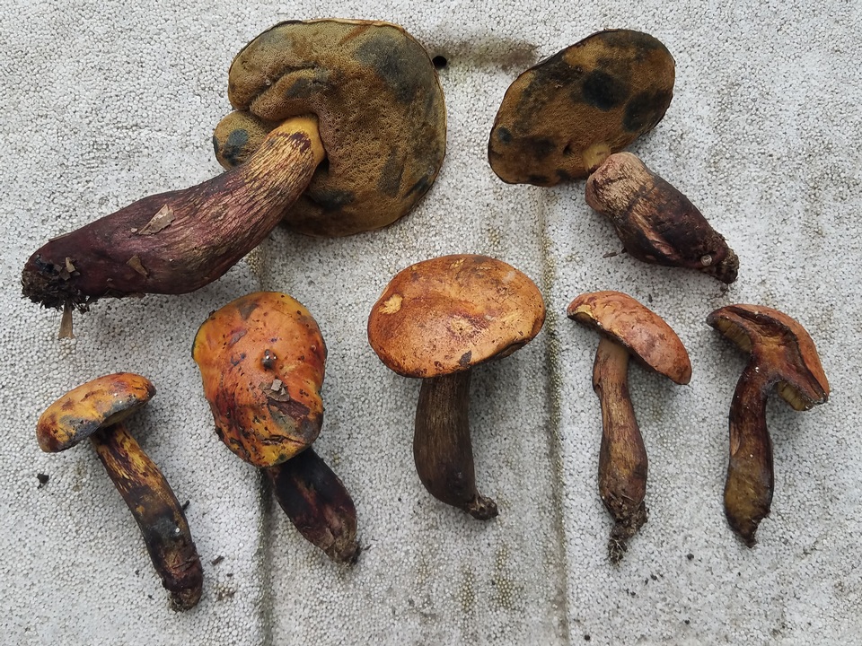 Boletus fairchildianus image