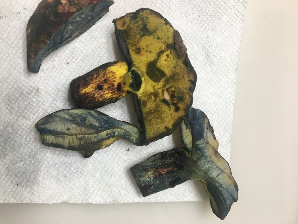 Boletus rufocinnamomeus image