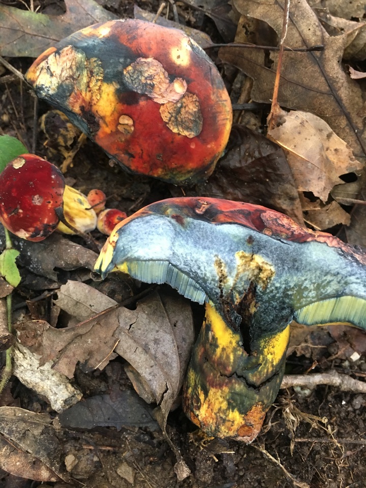 Boletus rufocinnamomeus image