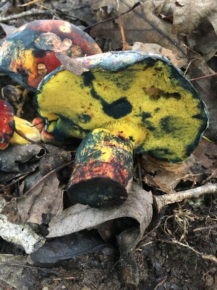 Boletus rufocinnamomeus image