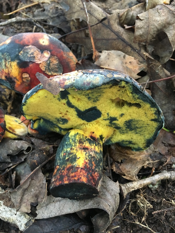 Boletus rufocinnamomeus image