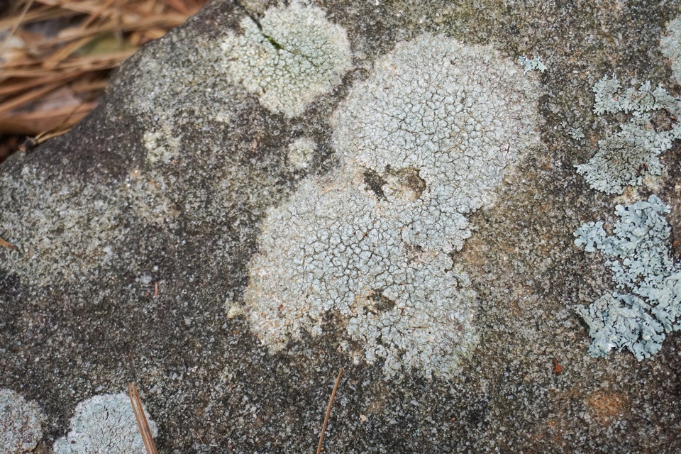 Pertusaria plittiana image