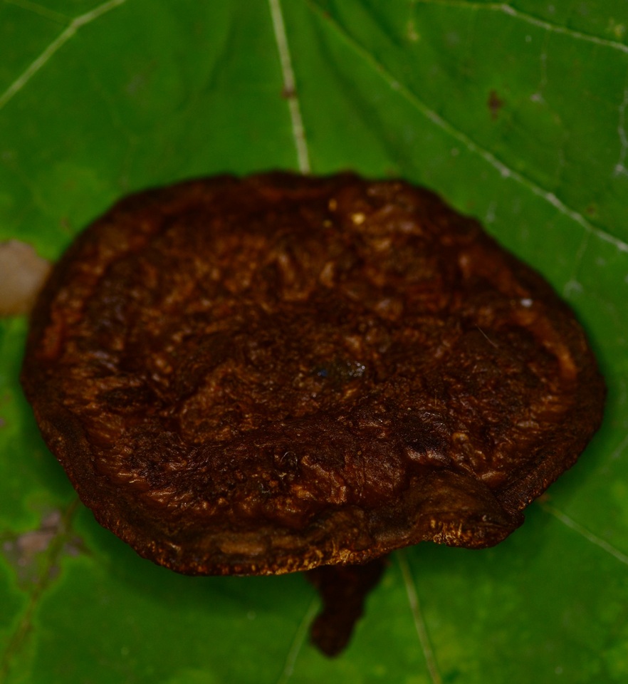Coltricia montagnei var. greenei image