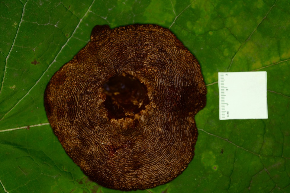 Coltricia montagnei var. greenei image