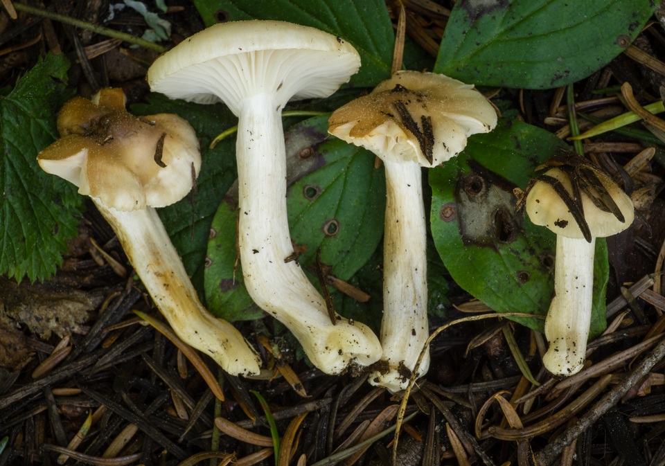 Hygrophorus vernalis image