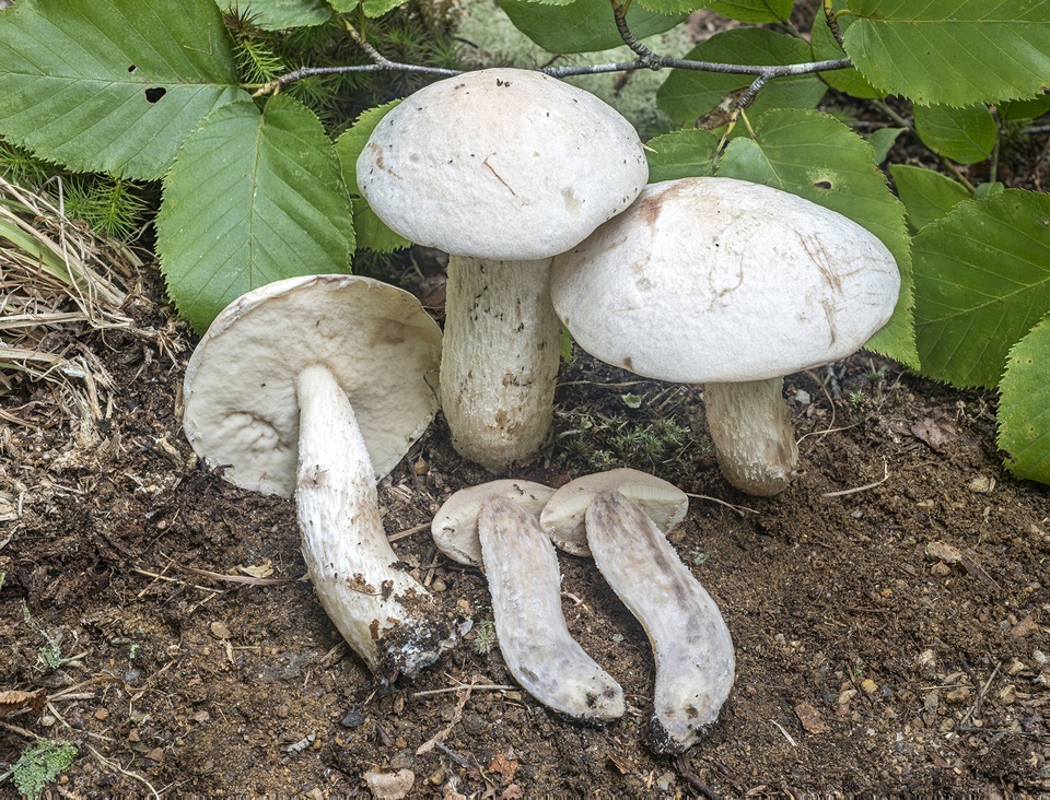 Leccinum insolens var. brunneomaculatum image