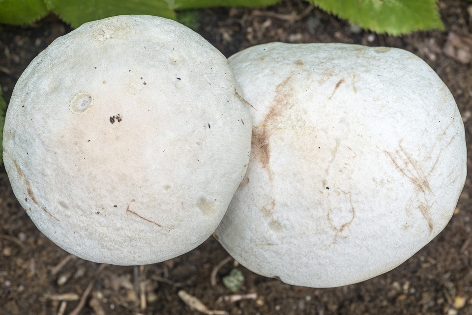 Leccinum insolens var. brunneomaculatum image