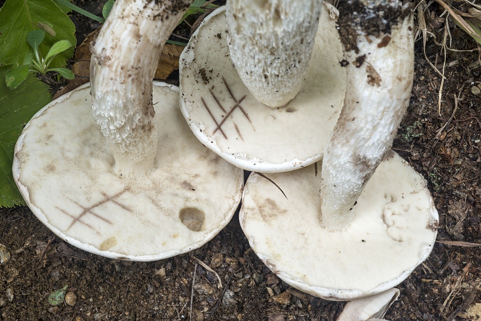 Leccinum insolens var. brunneomaculatum image