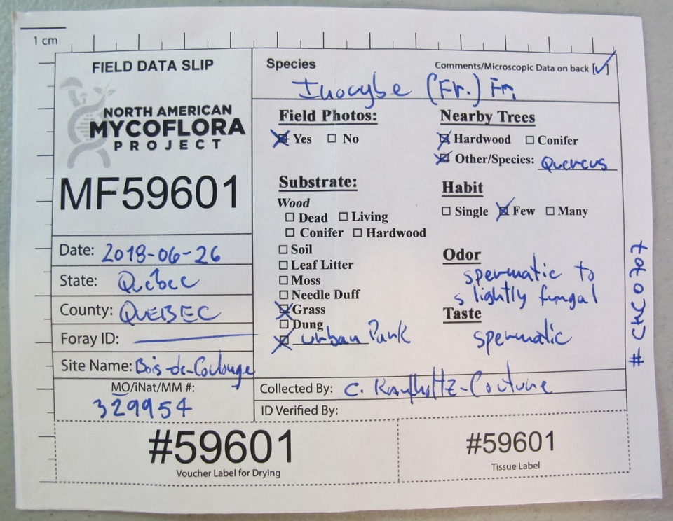 Inocybe pallida image