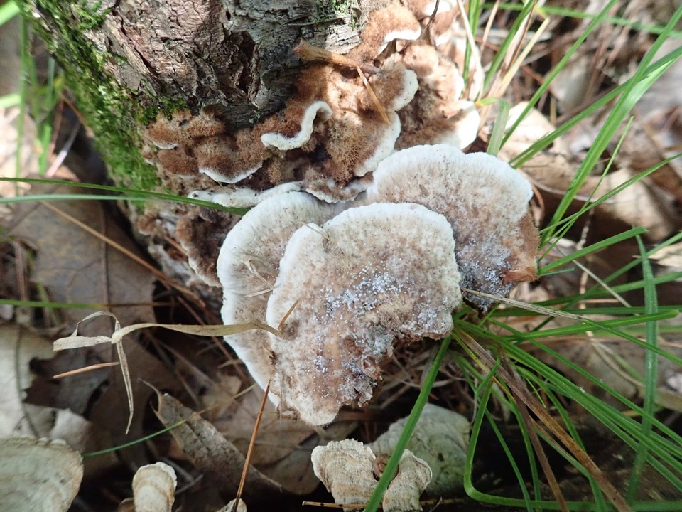 Thelephora americana image