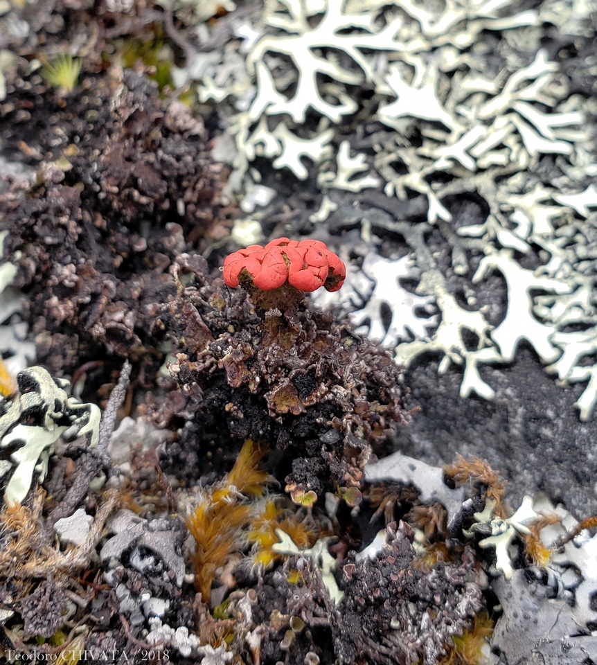 Cladonia lopezii image