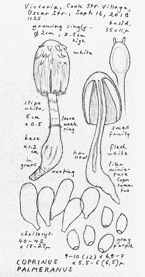Coprinus palmeranus image
