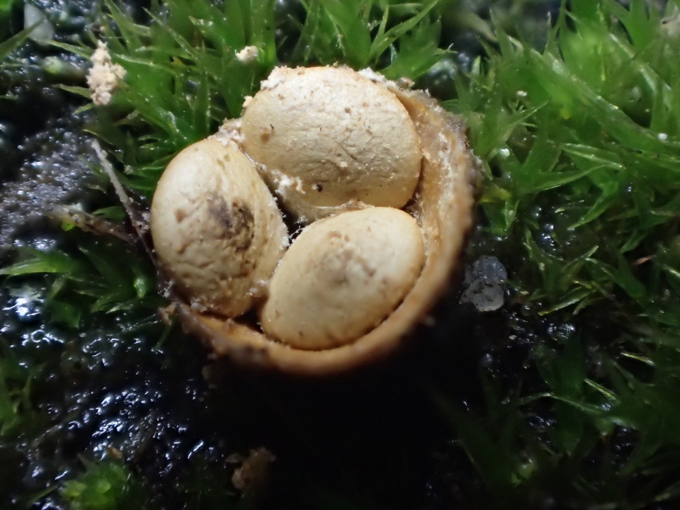 Crucibulum laeve var. minus image