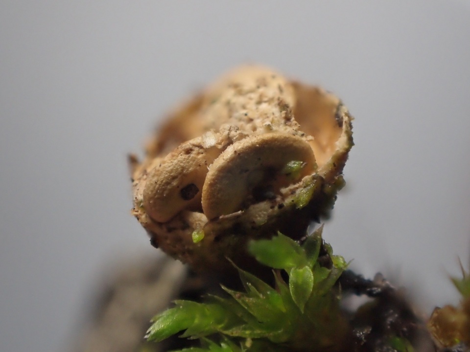 Crucibulum laeve var. minus image