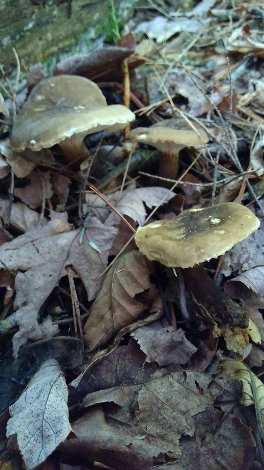 Lactifluus gerardii image