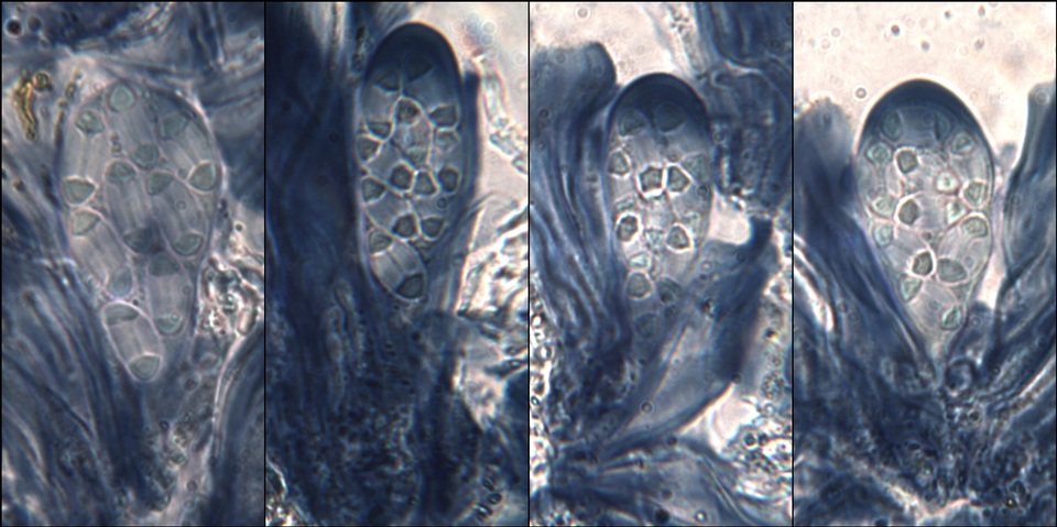 Caloplaca ferruginea image