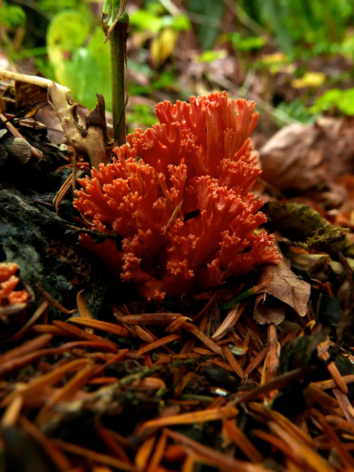 Ramaria cyaneigranosa image