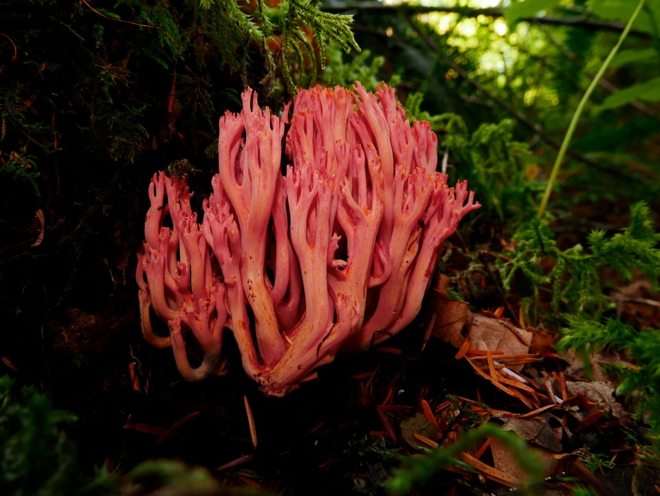 Ramaria cyaneigranosa image