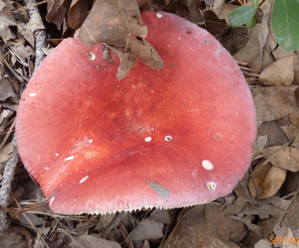 Russula pseudolepida image