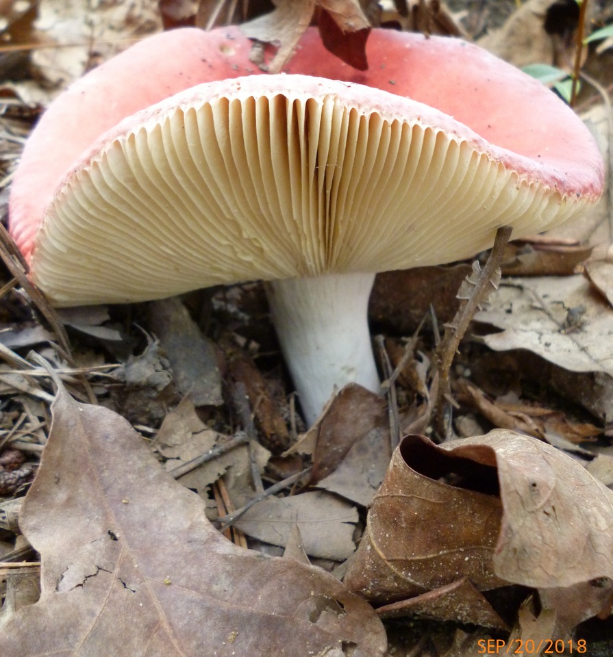 Russula pseudolepida image