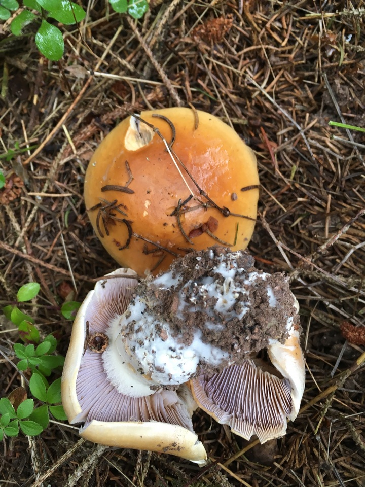 Cortinarius varius image