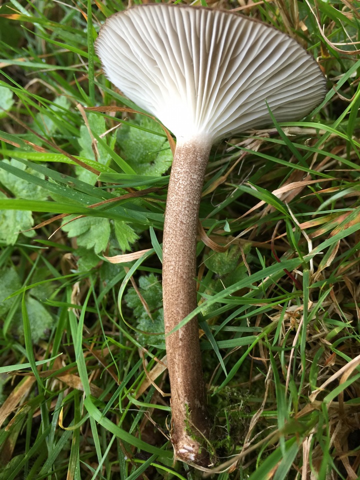 Clitocybula atrialba image