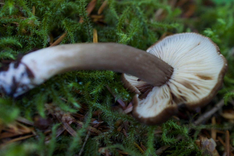 Lactarius fallax var. concolor image