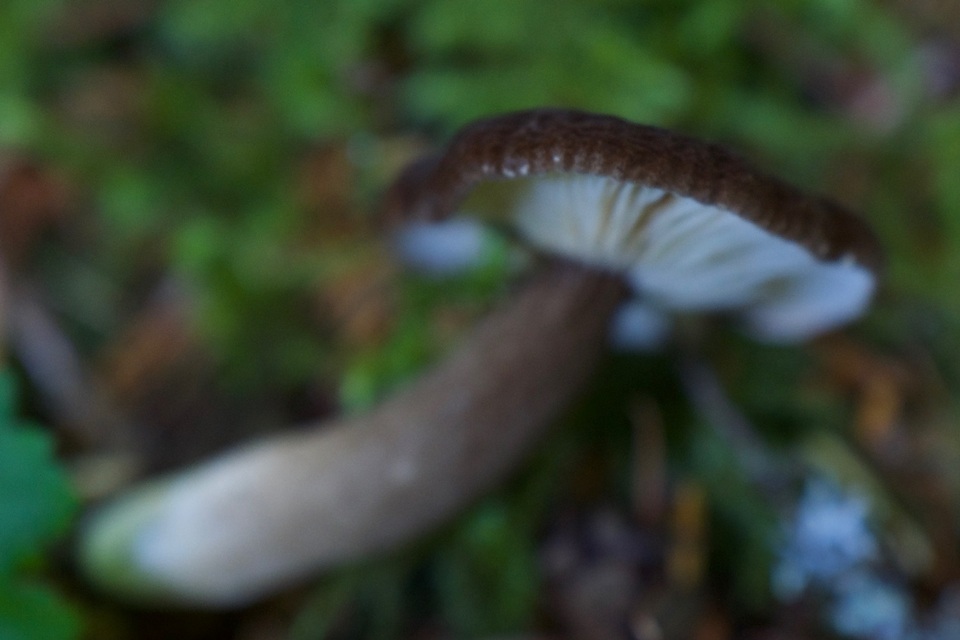 Lactarius fallax var. concolor image