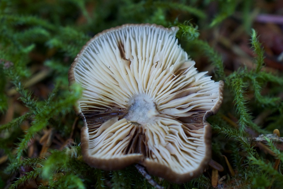 Lactarius fallax var. concolor image