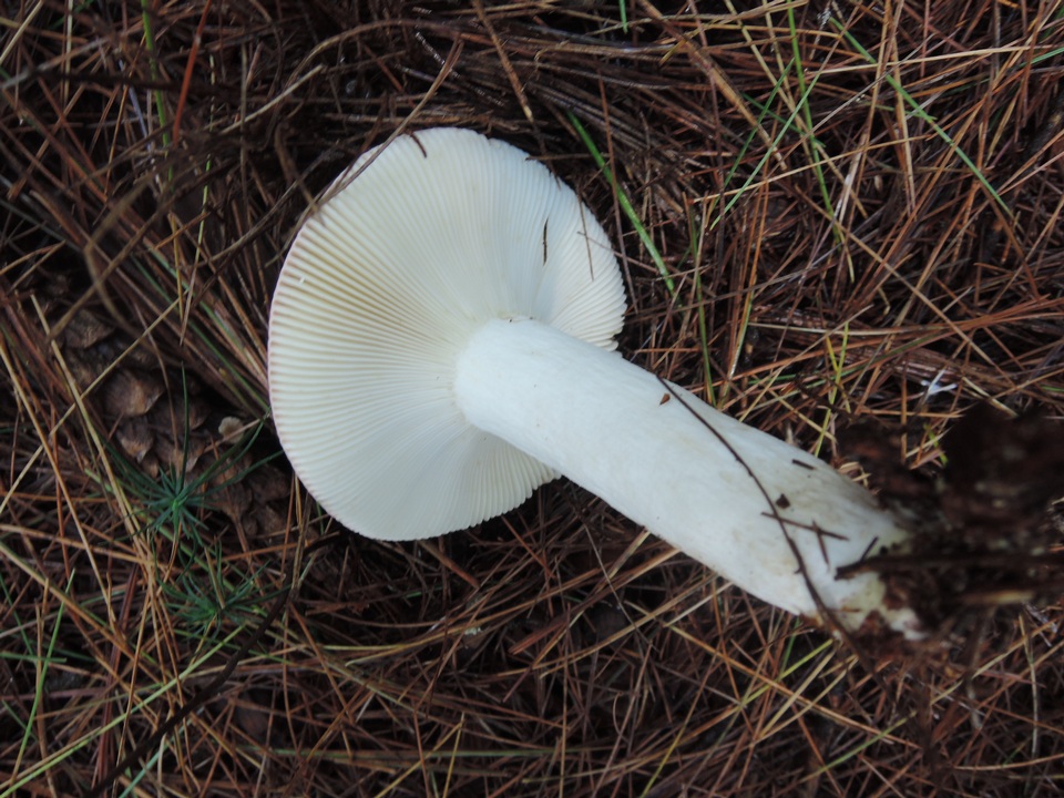 Russula vinosa image