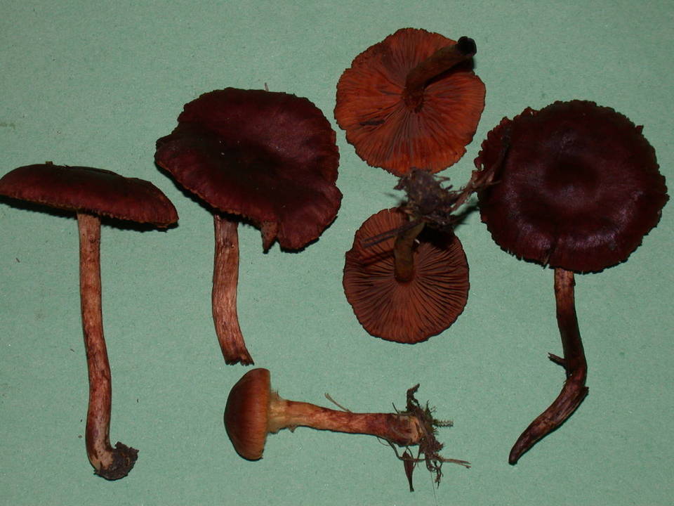 Dermocybe zakii image