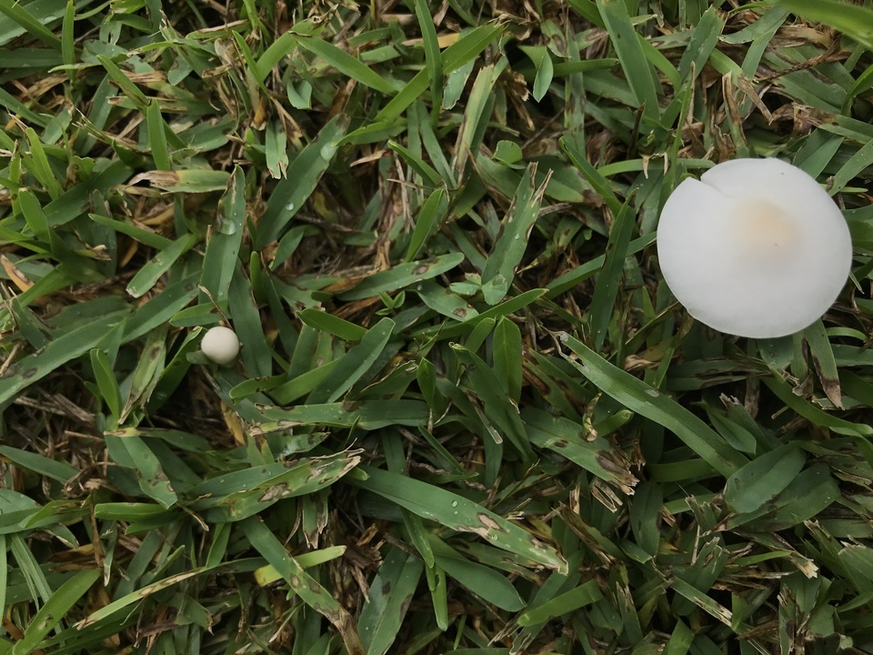 Limacella subillinita image