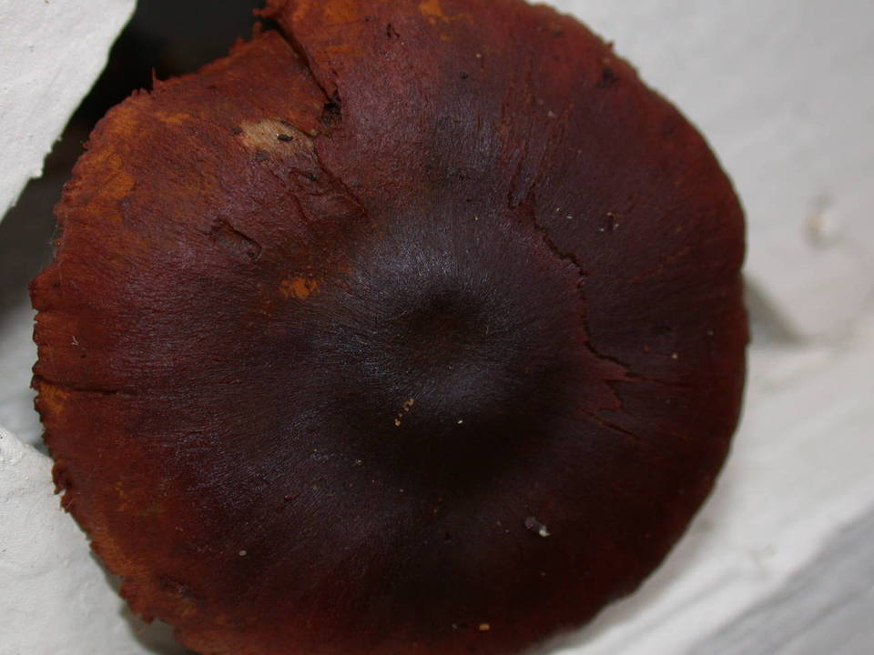 Dermocybe zakii image