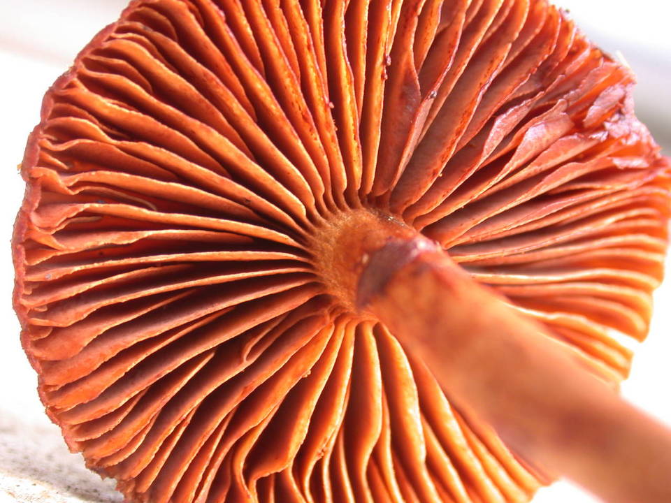 Dermocybe zakii image