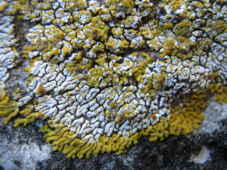 Caloplaca decipiens image
