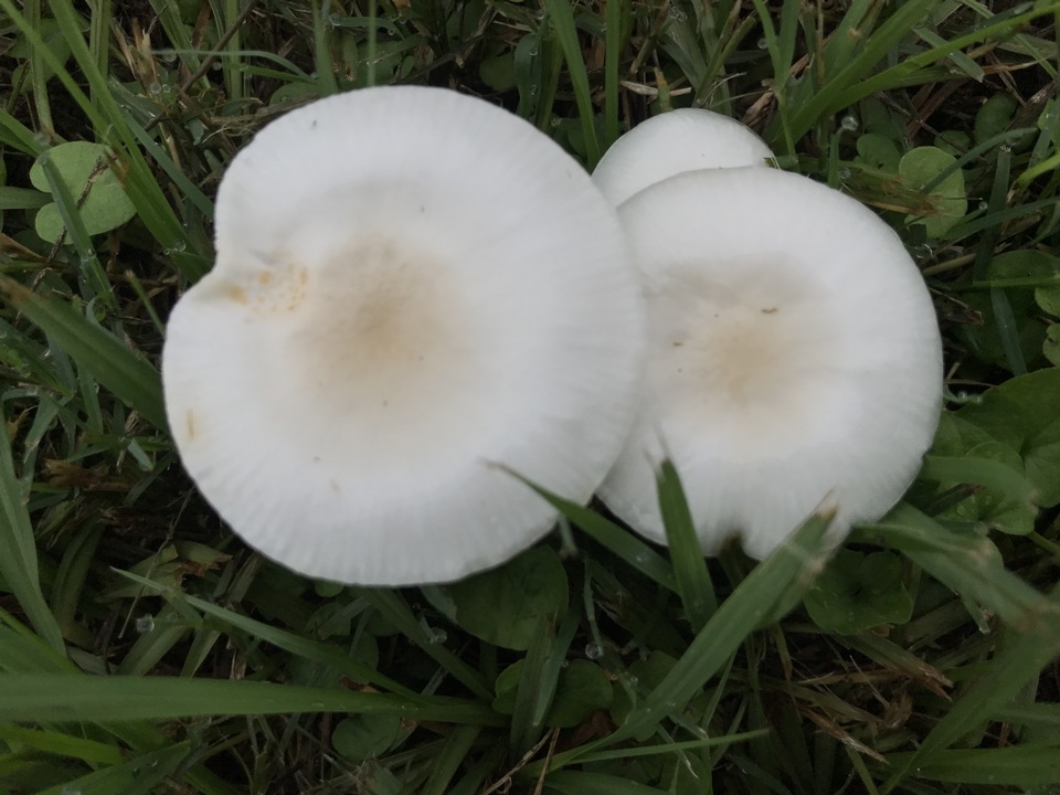 Limacella subillinita image