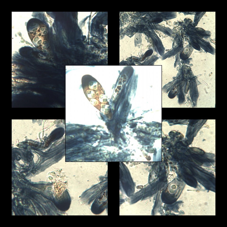 Caloplaca flavescens image