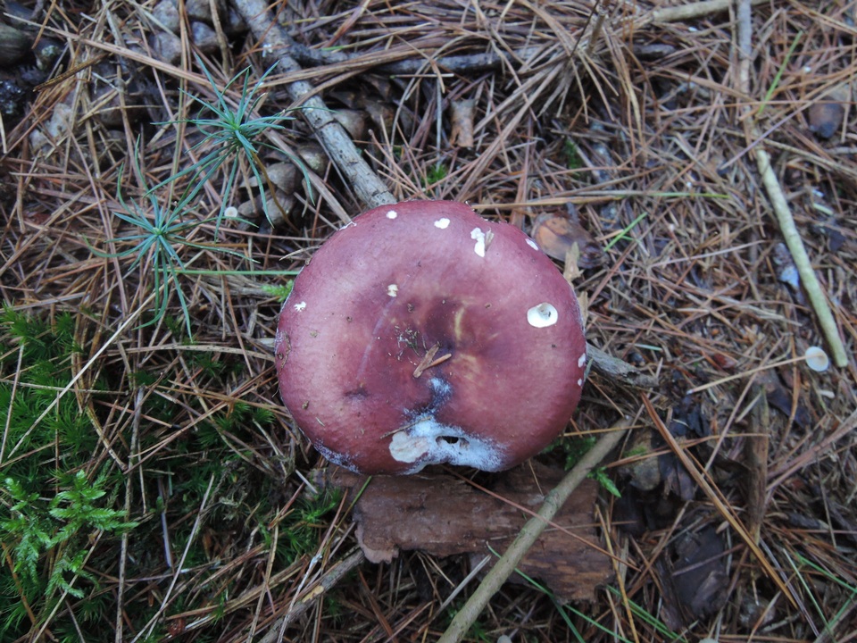Russula turci image