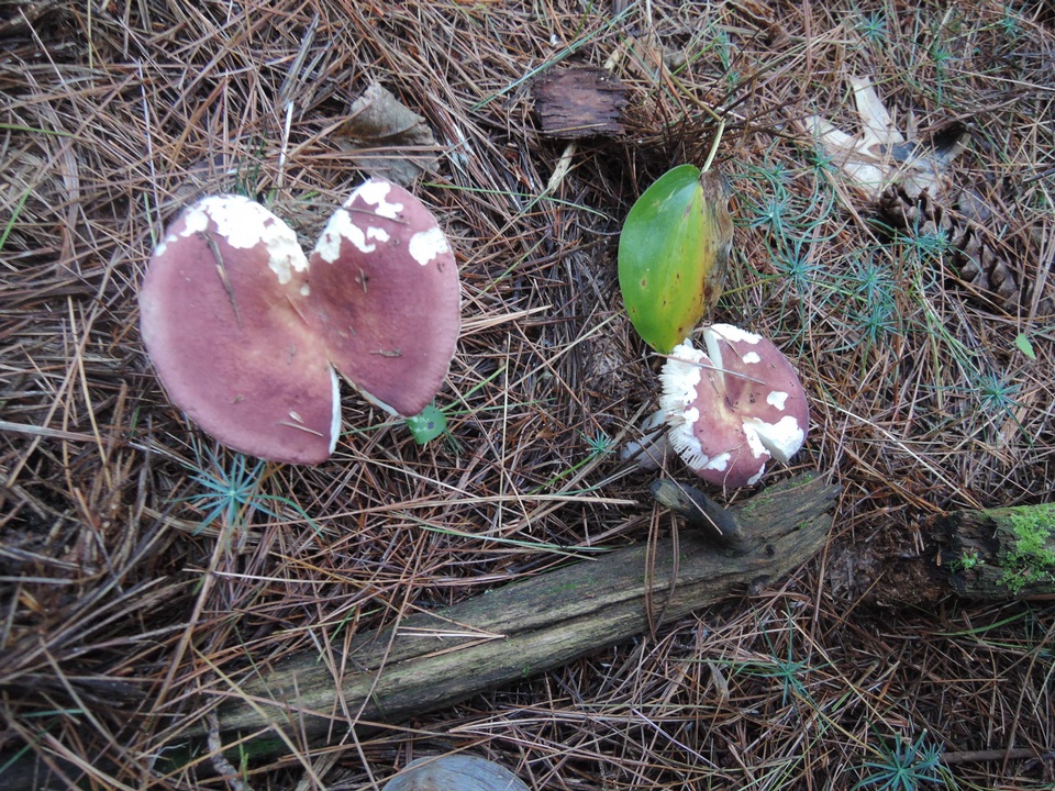 Russula turci image