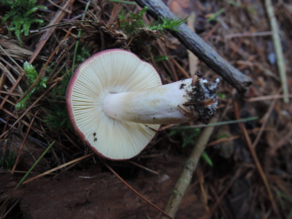 Russula turci image