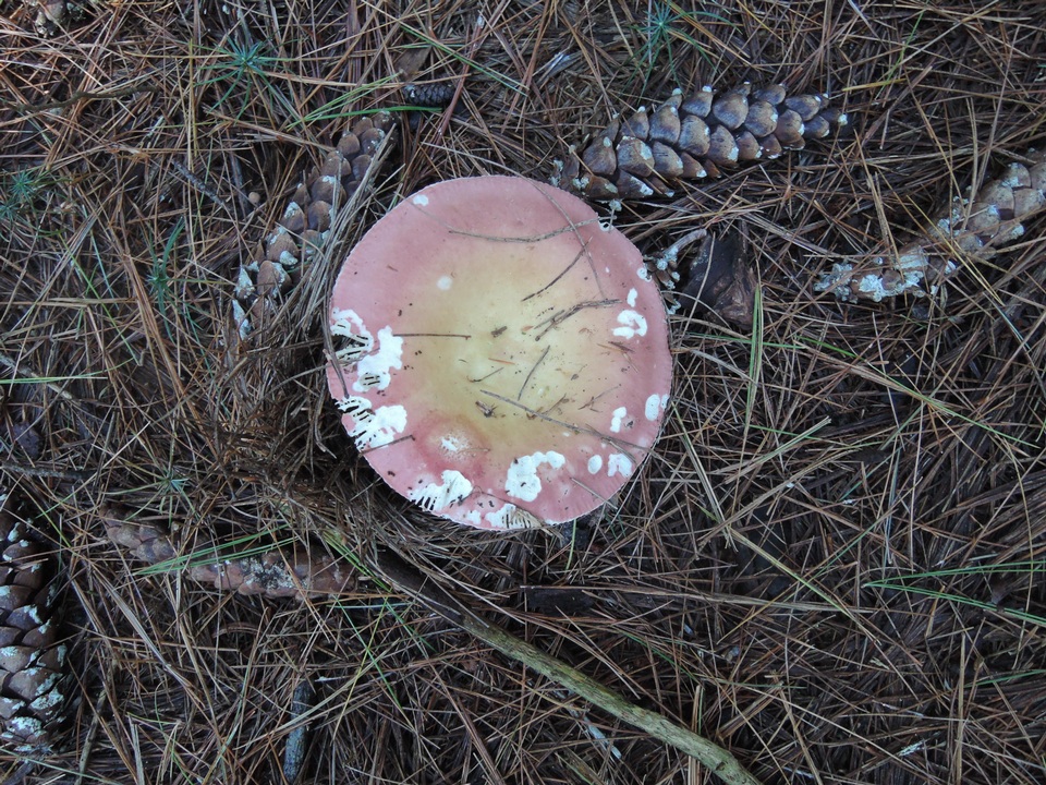 Russula vinosa image