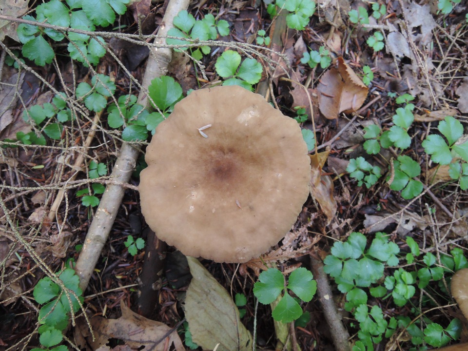 Lactarius lignyotus var. nigroviolascens image