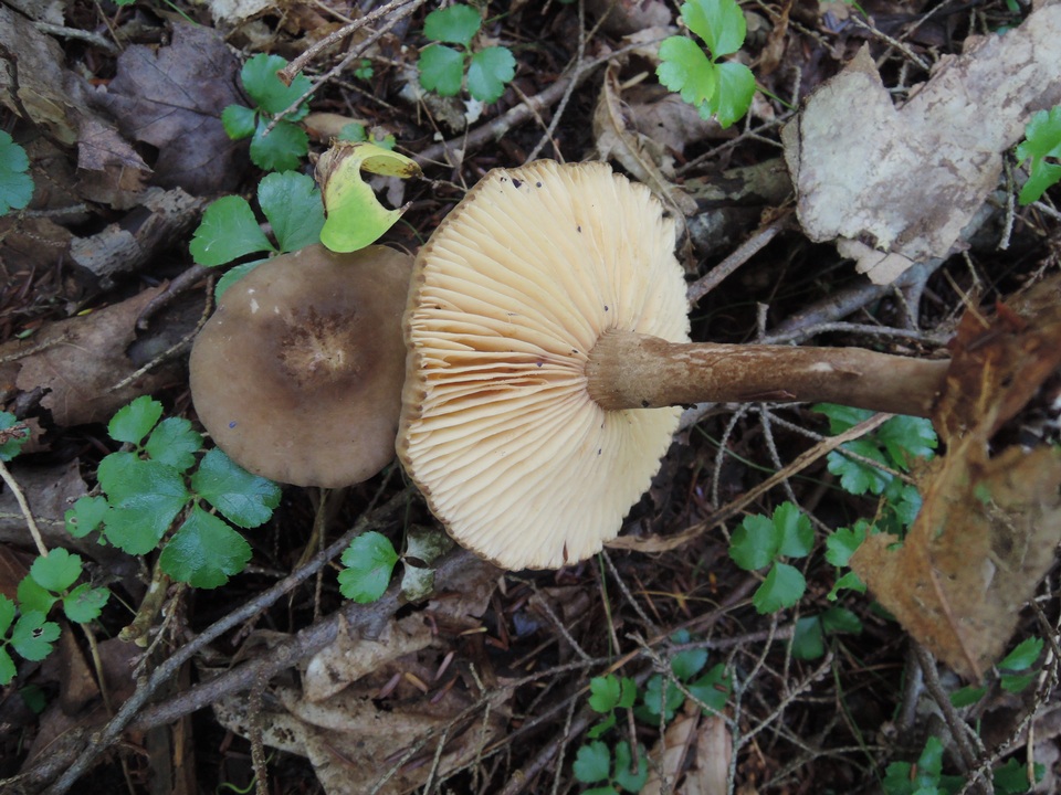 Lactarius lignyotus var. nigroviolascens image